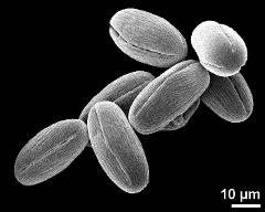 dry pollen grains