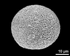 hydrated pollen grain