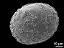 distal polar view