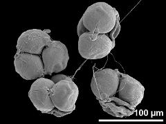 hydrated tetrads