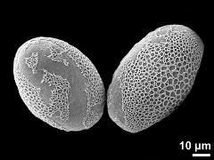 hydrated pollen grains