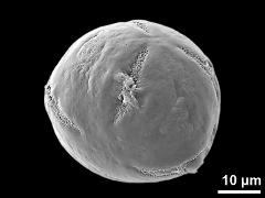 hydrated pollen grain