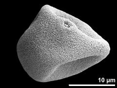 dry pollen grain