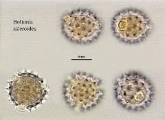 hydrated pollen