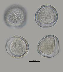 hydrated Pollen