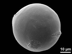 hydrated pollen,triaperturate