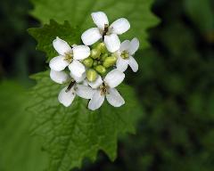 flowers of Alliaria petiolata