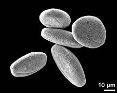 dry pollen grains