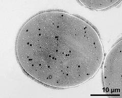 pollen grain in cross section