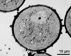 pollen grain in cross section