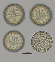 hydrated pollen