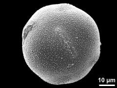 pantocolpate pollen grain