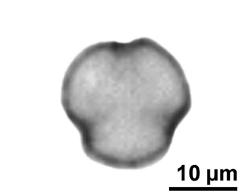 optical section