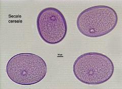 hydrated pollen