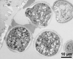 pollen grains in cross section