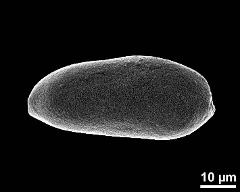 dry pollen grain in polar view (proximal)