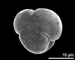 polar view (dry pollen grain)