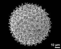 hydrated pollen grain