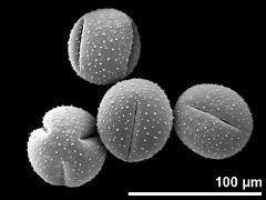 dry pollen grains