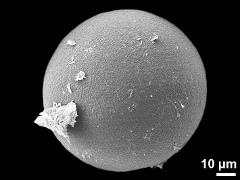 hydrated pollen grain