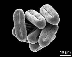 dry pollen grain