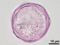 hydrated pollen,optical cross-section