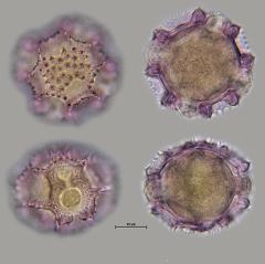hydrated pollen