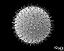 hydrated pollen grain