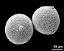 hydrated pollen grains