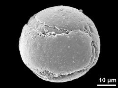 hydrated pollen grain