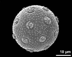 hydrated pollen grain