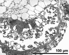 cross section of pollen sac, pollen degenerated or in early developmental stage, tapetum present