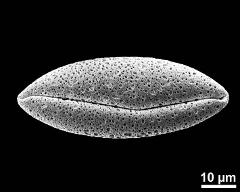 dry pollen grain in polar view (distal)