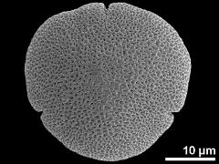 acetolyzed pollen,polar view