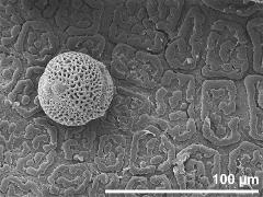 pollen grain on orbicular wall