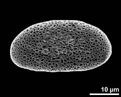 dry pollen grain in equatorial view