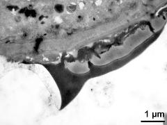 pollen wall, transition from aperture to interapertural area,pollenkitt attached to pollen wall