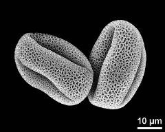 dry pollen grains