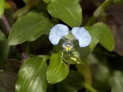 aspect of Commelina erecta