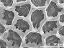aperture,exine surface