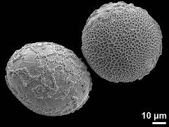 hydrated pollen