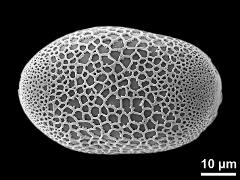 polar proximal view