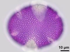 hydrated pollen,polar view