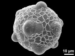 hydrated pollen grain