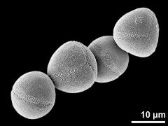 hydrated pollen grains