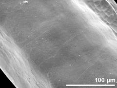 surface of pollinium