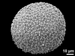 hydrated pollen grain