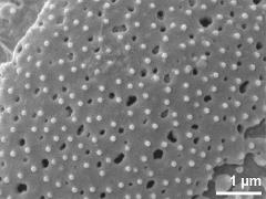 exine surface
