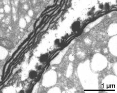 pollen wall of microspore, endexine lamellar