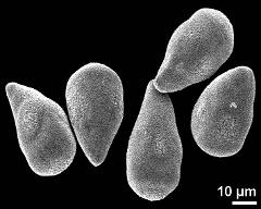 hydrated pollen grains